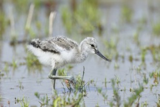 Avocet (Recurvirostra avosetta) Young bird foraging in the shore zone at the lake, Wildlife, Wading