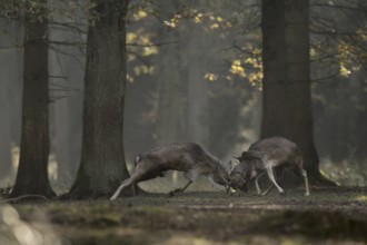 Duel of the fallow deer... Fallow deer (Dama dama) fight during the rutting season for supremacy on
