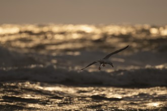 Herring gull (Larus argentatus) in flight over the surf looking for starfish, evening light, Hvide
