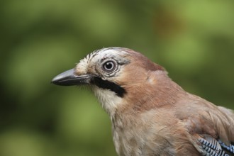 Eurasian Jay (Garrulus glandarius), Lower Saxony, Germany