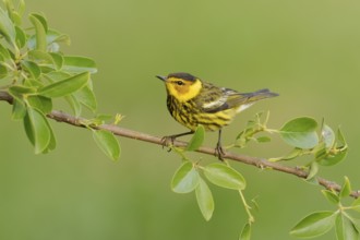 Cape May Warbler (Setophaga tigrina) male perched on a branch, Texas, USA