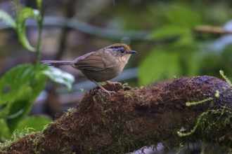 Braunkappenalcippe (Alcippe dubia), Ngoc Linh, Vietnam