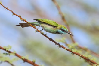 Green Bee-eater (Merops orientalis), Eilat, Israel