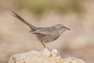 Arabian Babbler (Turdoides squamiceps), Eilat, Israel