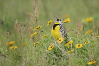 Eastern Meadowlark (Sturnella magna) male singing on a flowering meadow, Texas, USA