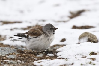Snowfinch (Montifringilla nivalis) male, Tyrol, Austria