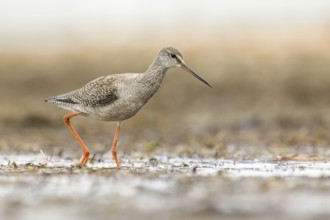 Spotted Redshank (Tringa erythropus) foraging, Poland