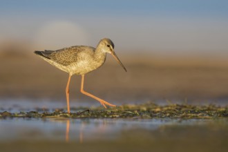Spotted Redshank (Tringa erythropus) foraging, Poland
