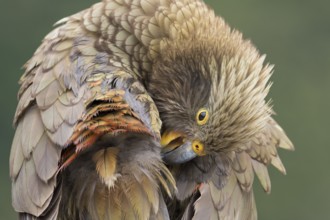 Kea (Nestor notabilis) juvenile preening, South Island, New Zealand
