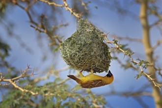 African southern masked weaver, Ploceus velatus, build the green grass nest. Yellow birds with