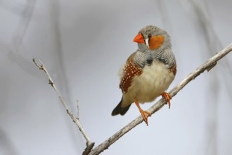 Zebra Finch (Taeniopygia guttata castanotis) male, Queensland, Australia