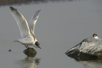 Sandwich Tern (Thalasseus sandvicensis) juvenile, Texel, Netherlands
