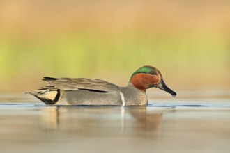 Green-winged Teal (Anas carolinensis) male, British Columbia, Canada