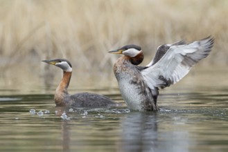 Red-necked Grebe (Podiceps grisegena), British Columbia, Canada