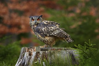 Eurasian Eagle Owl, Bubo Bubo, sitting on the tree trunk, wildlife photo in the forest with orange