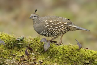 California Quail (Callipepla californica) female, British Columbia, Canada