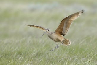 Long-billed Curlew (Numenius americanus), Alberta, Canada