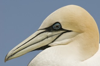 Northern Gannet (Morus bassanus), Quebec, Canada