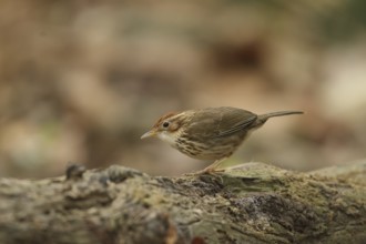 Puff-throated Babbler (Pellorneum ruficeps), Khao Yai, Thailand