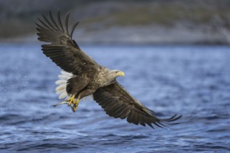 White-tailed Eagle (Haliaeetus albicilla) flying, Nord-Trondelag, Norway