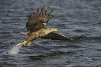 White-tailed Eagle (Haliaeetus albicilla) flying, Nord-Trondelag, Norway