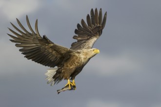 White-tailed Eagle (Haliaeetus albicilla) flying, Nord-Trondelag, Norway