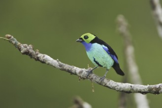 Paradise Tanager (Tangara chilensis), Ecuador