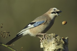 Eurasian Jay (Garrulus glandarius), Lower Saxony, Germany