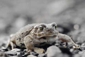 Natterjack toad (Epidalea calamita, Bufo calamita), North Rhine-Westphalia, Germany