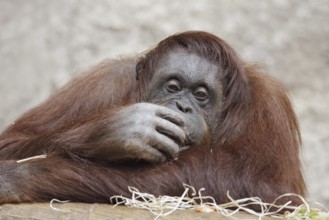 Bornean orangutan (Pongo pygmaeus), female, captive, occurring on Borneo