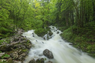 Roaring Weißbach after heavy rain near Inzell in the Alps