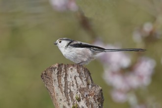 Long-tailed Tit (Aegithalos caudatus), on a tree stump, Wilnsdorf, North Rhine-Westphalia, Germany