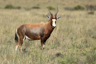 Coloured ram (Damaliscus pygargus), adult, foraging, alert, Mountain Zebra National Park, Eastern
