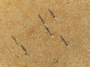 Gemsbok (Oryx gazella). Roaming an arid plain at the edge of the Namib Desert. Aerial view. Drone