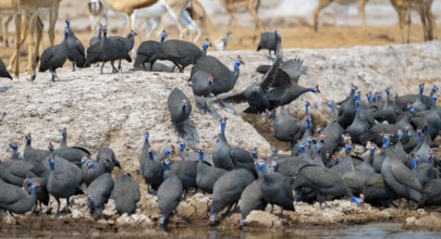 Helmeted guinea fowl (Numida meleagris), flock at the waterhole, Nxai Pan National Park, Botswana