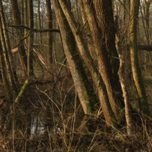 In the quarry forest, swamp forest... Meerbusch (Lanker Bruch), swampy alluvial forest with alders,