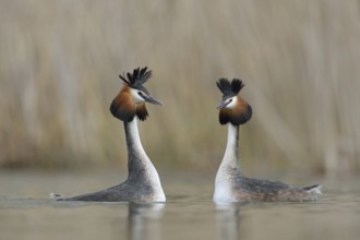 Great Crested Grebe courtship... Great Crested Grebe (Podiceps Scalloped ribbonfish), pair, couple