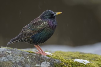 Dazzling bird... Starling (Sturnus vulgaris) in breeding plumage, in splendid plumage, in light