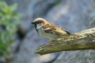 House sparrow (Passer domesticus), on a branch, the natural scene calm and in soft light, France