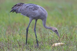 Common Crane (Grus grus) foraging, Mecklenburg-Western Pomerania, Germany