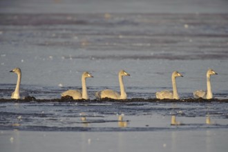 Whooper Swan (Cygnus cygnus), Lower Saxony, Germany