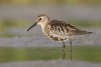 Dunlin (Calidris alpina), Schleswig-Holstein, Germany