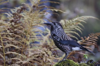 Spotted Nutcracker (Nucifraga caryocatactes) perched on the ground, Baden-Wuerttemberg, Germany