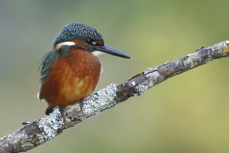 Common Kingfisher (Alcedo atthis) juvenile male, Andalusia, Spain