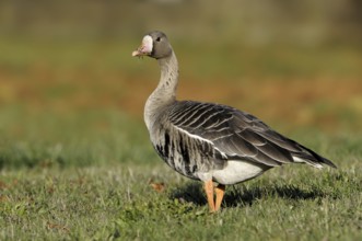 Greater White-fronted Goose (Anser albifrons), British Columbia, Canada