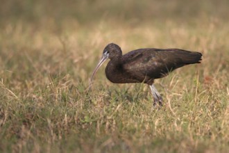 Glossy Ibis (Plegadis falcinellus), Florida, USA