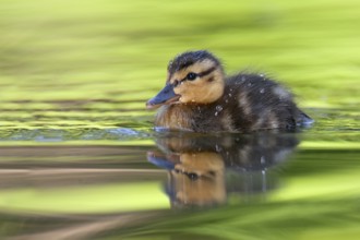 Mallard (Anas platyrhynchos) juvenile, Berlin, Germany