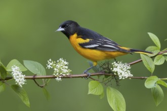 Baltimore Oriole (Icterus galbula) male, Ohio, USA