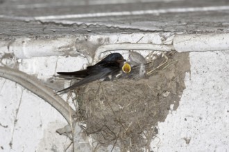 Barn Swallow (Hirundo rustica) juvenile, North Rhine-Westphalia, Germany