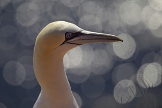 Northern Gannet (Morus bassanus), Schleswig-Holstein, Germany